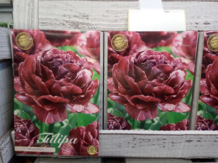 <h4>Tulipa   ...flowerbulbs</h4>