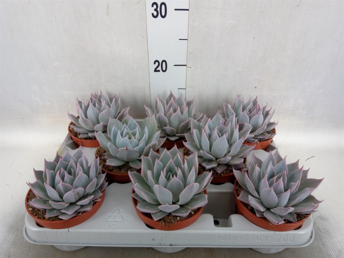 <h4>Echeveria   ...</h4>