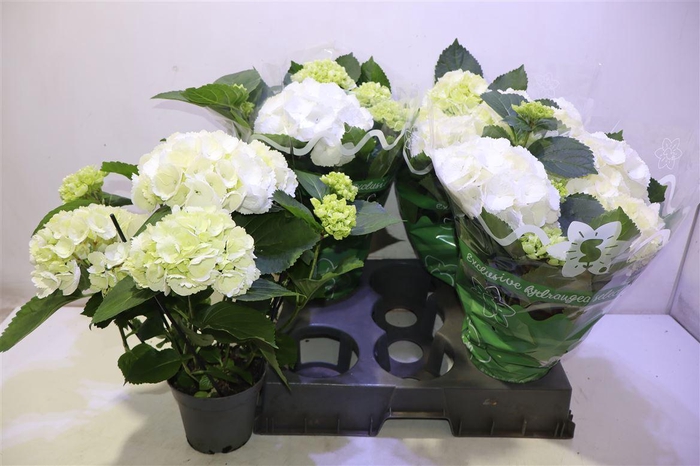 <h4>Hydr M Schneeball</h4>