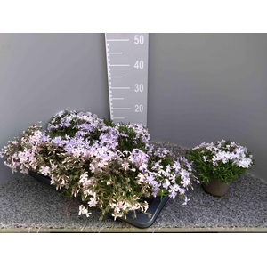 PHLOX SUBULATA