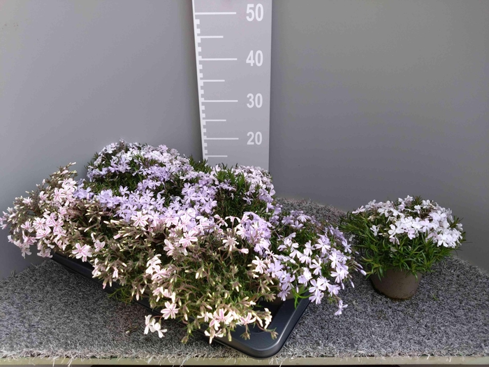 <h4>PHLOX SUBULATA</h4>