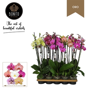 Phal. Oro mix - 3-Tak met 8 Kleuren