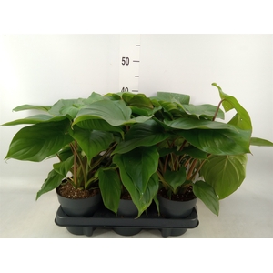 Homalomena rubescens 'Maggy'