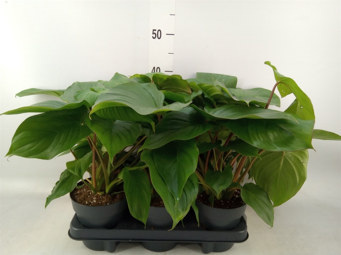 <h4>Homalomena rubescens 'Maggy'</h4>
