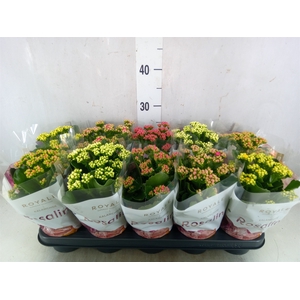 Kalanchoe blos. 'RoyalDon'   ..mix