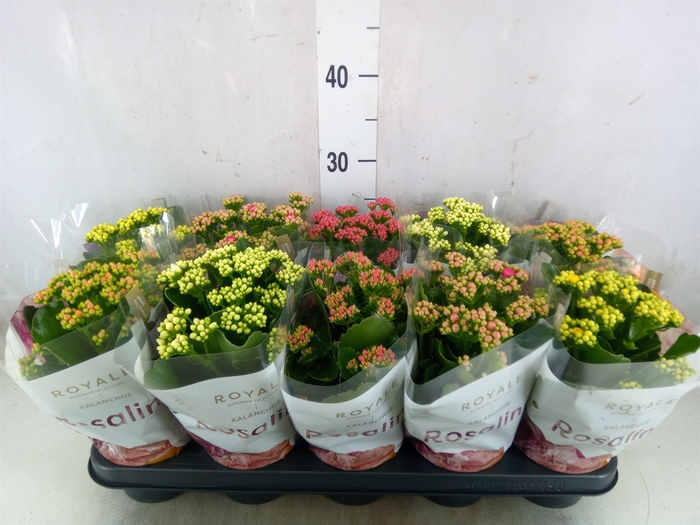 <h4>Kalanchoe blos. 'RoyalDon'   ..mix</h4>