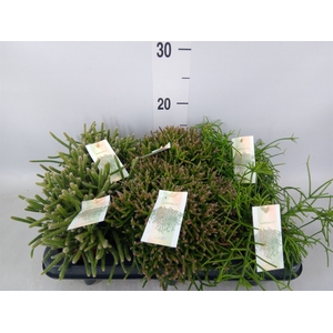 Rhipsalis   ...mix