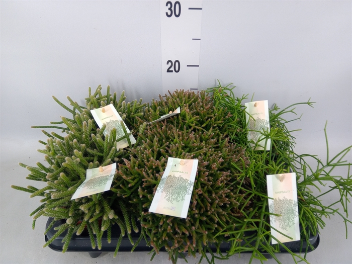 <h4>Rhipsalis   ...mix</h4>