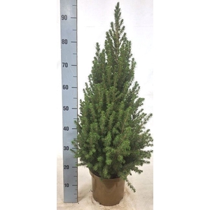 PICEA GL CONICA