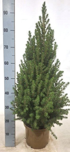 <h4>PICEA GL CONICA</h4>