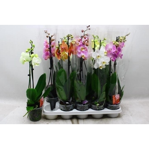 PHAL GEM