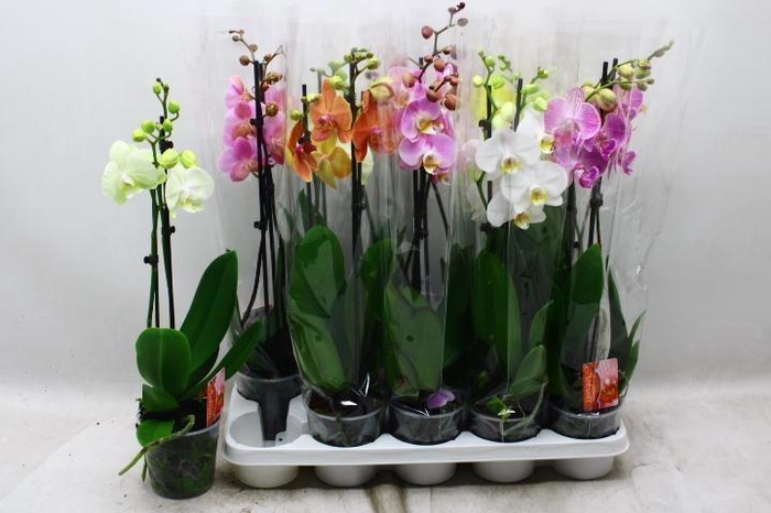 <h4>PHAL GEM</h4>