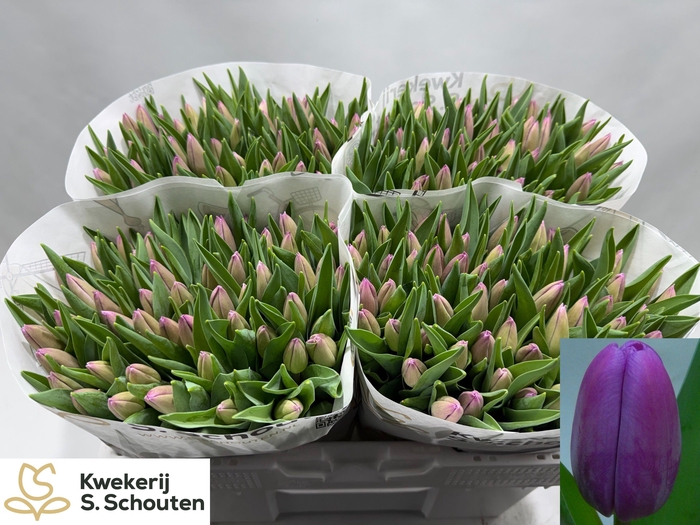 <h4>TU EN FORTRESS</h4>