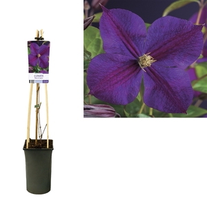 Clematis 'Star of India' +light label