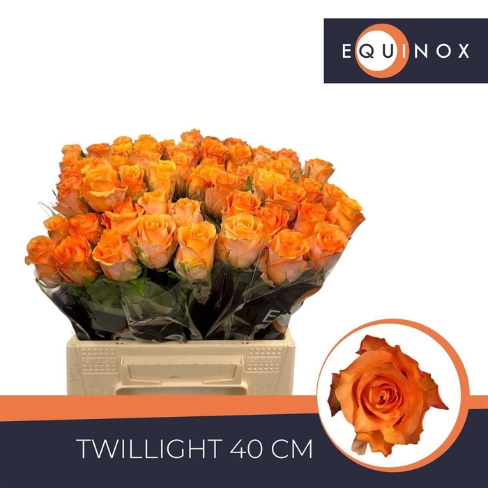 <h4>Rosa grootbloemig Twilight</h4>