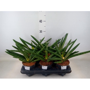 Sansevieria cyl. 'Skyline'