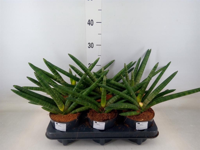 <h4>Sansevieria cyl. 'Skyline'</h4>