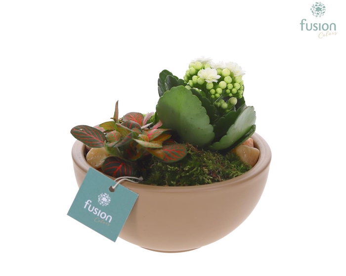 <h4>Schaal keramiek Moon Small beige met Arrangement</h4>