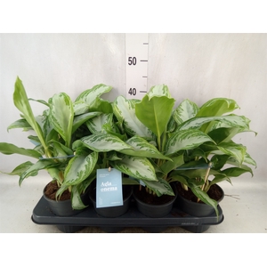 Aglaonema  'Silver Bay'