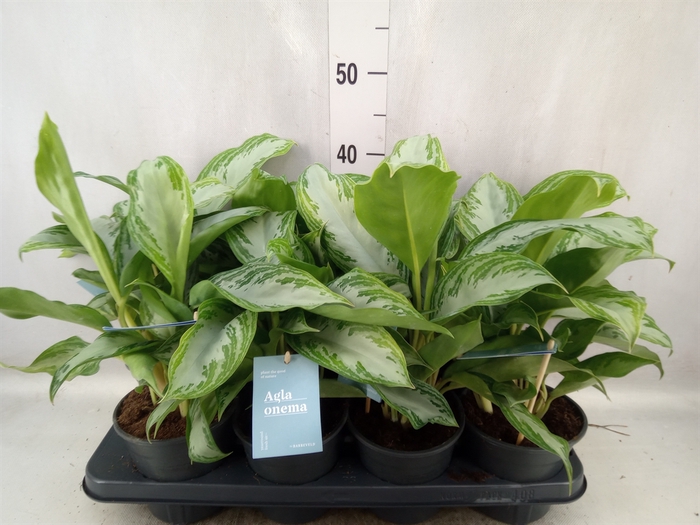 <h4>Aglaonema  'Silver Bay'</h4>