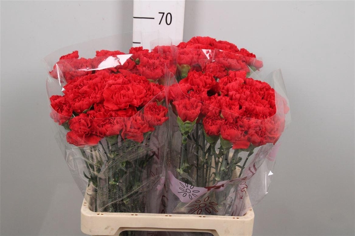 <h4>Di St Grand Slam</h4>