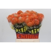 Nutans Ayoba Orange
