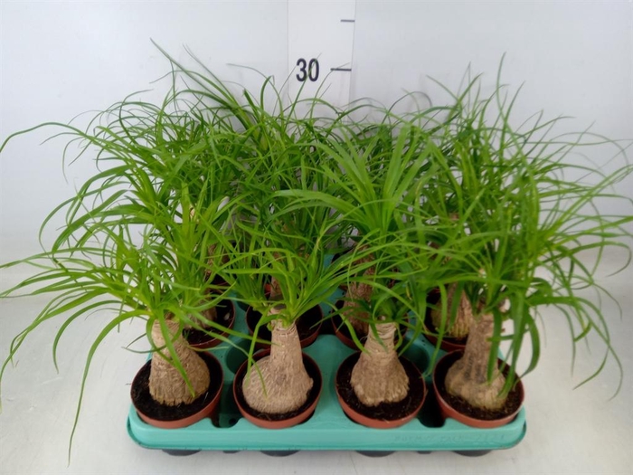 <h4>Beaucarnea recurvata</h4>