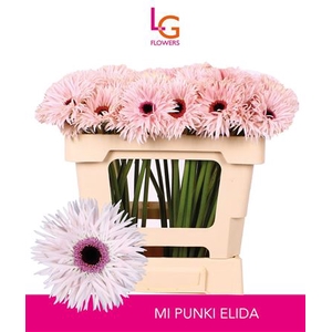 GE MI PUNKI ELIDA