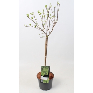 Hydrangea paniculata 'Limelight' op stam - 23 cm