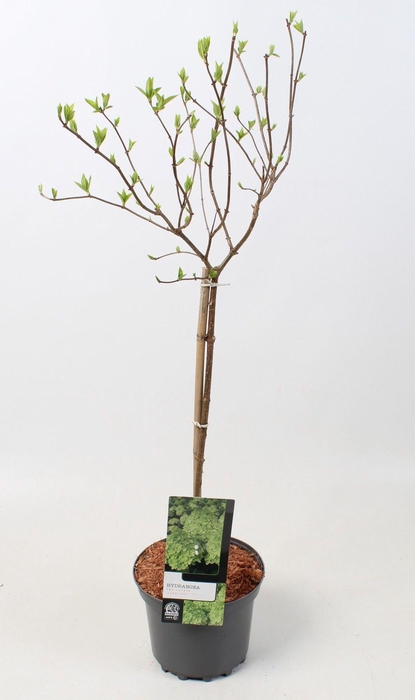 <h4>Hydrangea paniculata 'Limelight' op stam - 23 cm</h4>