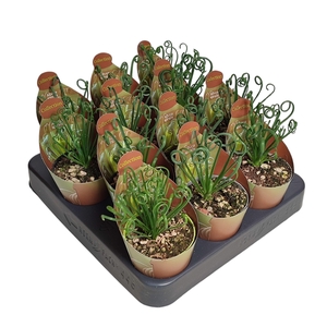 ALBUCA SPIRALIS - POT Ø 6,5 - COLLECTION WITH POTCOVER (SUCCULENTEN)