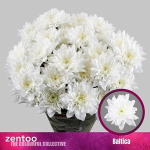 CHR T BALTICA