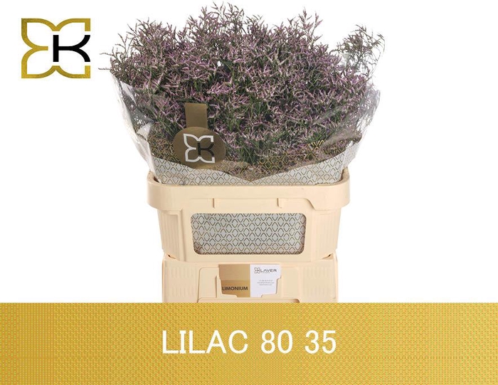 <h4>LIM SAF LILAC</h4>