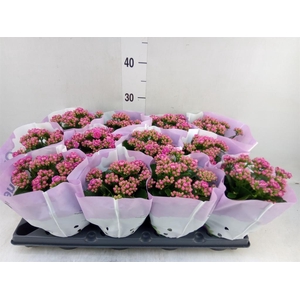 Kalanchoe blos.   ..rosebud