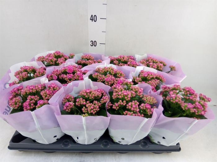 <h4>Kalanchoe blos.   ..rosebud</h4>