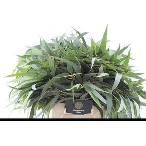 EUCA OV BLAD