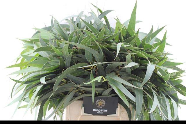 <h4>EUCA OV BLAD</h4>