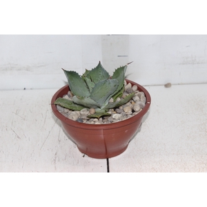 AGAVE PARRYI C18