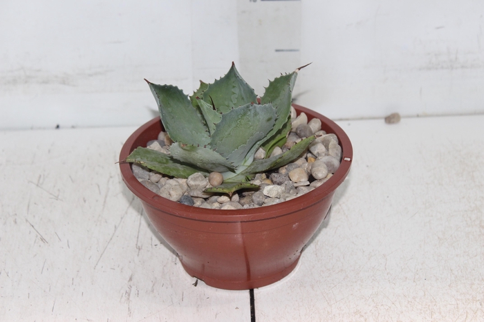 <h4>AGAVE PARRYI C18</h4>