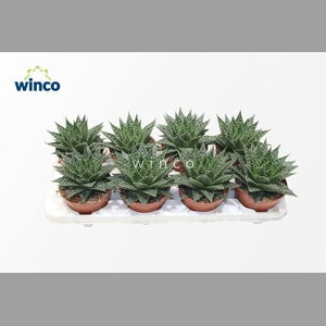ALOE OV