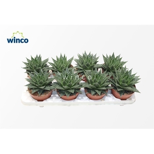 ALOE OV