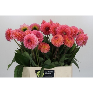 Dahlia Pink Runner