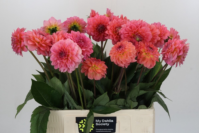 Dahlia Pink Runner