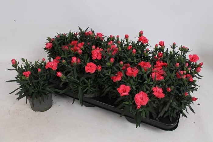 <h4>DIAN OSC PINK</h4>