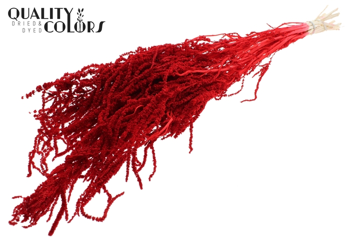 <h4>Hang Amaranthus ±70cm Preserved per bunch Bleached Red</h4>