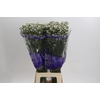 Limonium White Activa