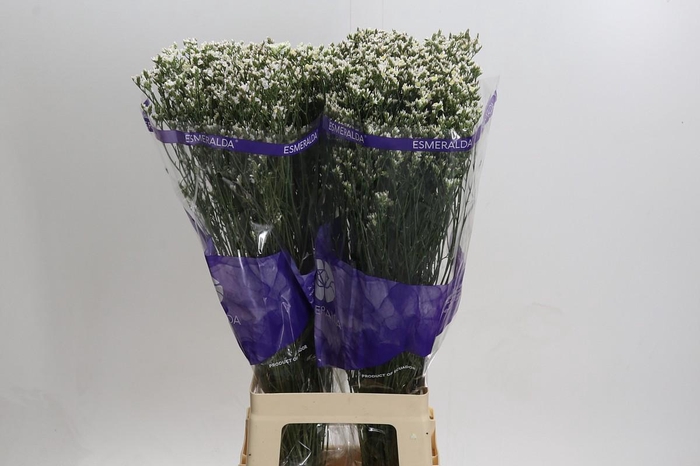 <h4>Limonium Pink Activa</h4>