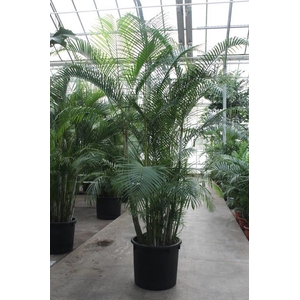 Dypsis lutescens