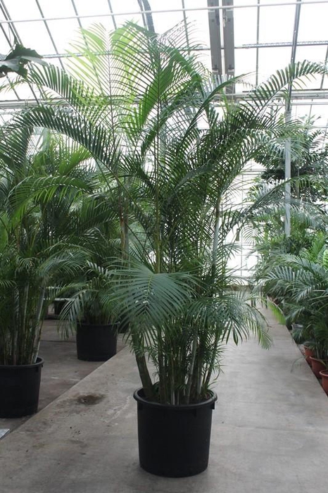 <h4>Dypsis lutescens</h4>