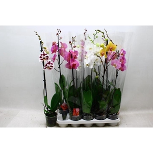 PHAL GEM